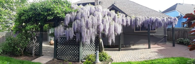 expert tree pruning