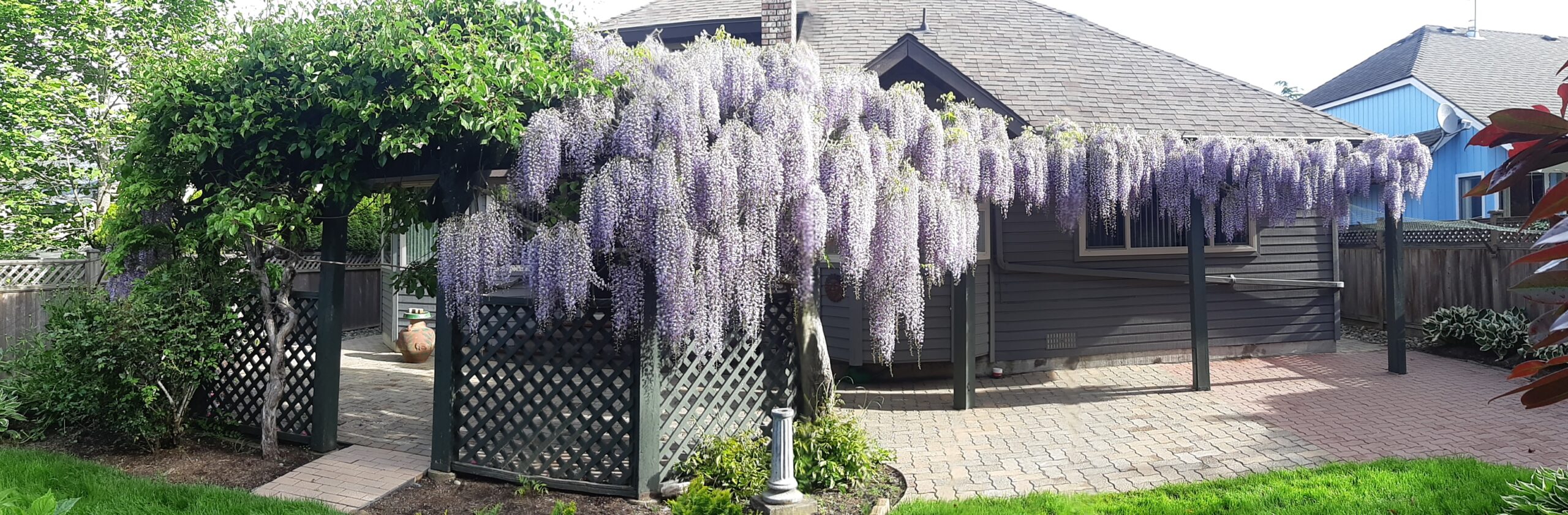 Expert Tree Pruning Services for Healthier, Stronger Trees