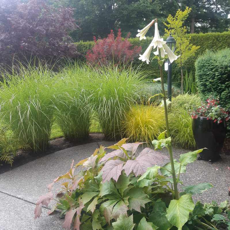 A striking tall trumpeting flower stands proudly in front of flowing ornamental grasses, creating an elegant and welcoming entrance outside a front door.