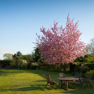 expert tree pruning