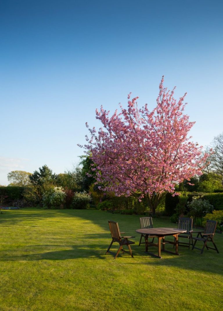 expert tree pruning